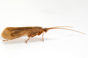 Limnephilus pati - a new record for Scotland and the Outer Hebrides and the first GB record for over 100 years.